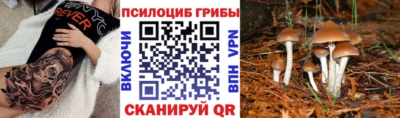 Купить  Пучеж  Псилоцибиновые грибы Magic Shrooms 